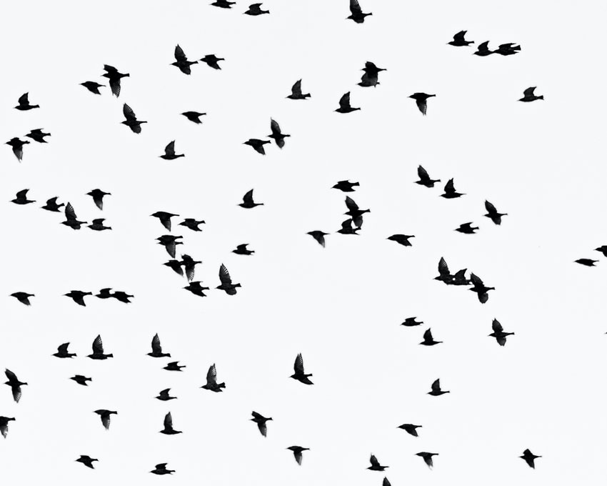 Silhouette of birds